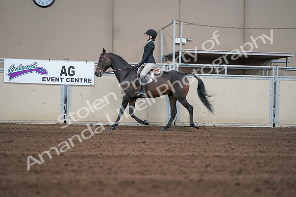 2019 Morgan Horse Show - Sept 01, 2019 - 03679
