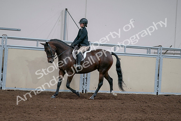 2020 - AB Morgan Horse - Fri, Sept 04 - 05948