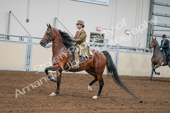 2020 - AB Morgan Horse - Sat, Sept 05 - 07992