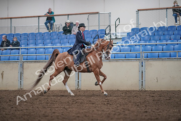 2019 Morgan Horse Show - Aug 31, 2019 - 08929