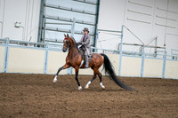 2020 - AB Morgan Horse - Sat, Sept 05 - 12077