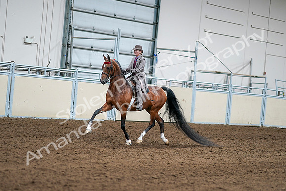 2020 - AB Morgan Horse - Sat, Sept 05 - 12077