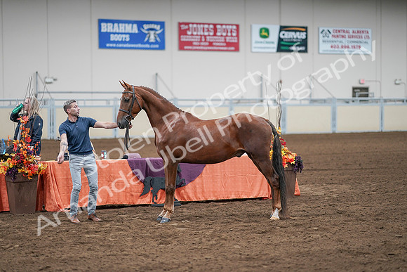 2020 - AB Morgan Horse - Sat, Sept 05 - 00228