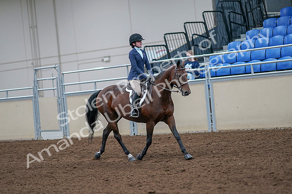 2020 - AB Morgan Horse - Fri, Sept 04 - 06070