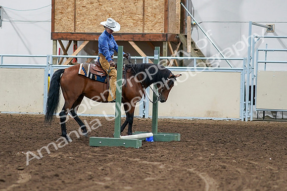 2020 - AB Morgan Horse - Fri, Sept 04 - 00252