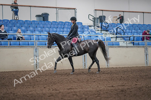 2019 Morgan Horse Show - Sept 01, 2019 - 06232