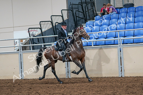 2020 - AB Morgan Horse - Sat, Sept 05 - 08147