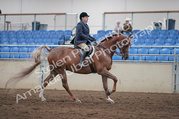 2019 Morgan Horse Show - Sept 01, 2019 - 08863
