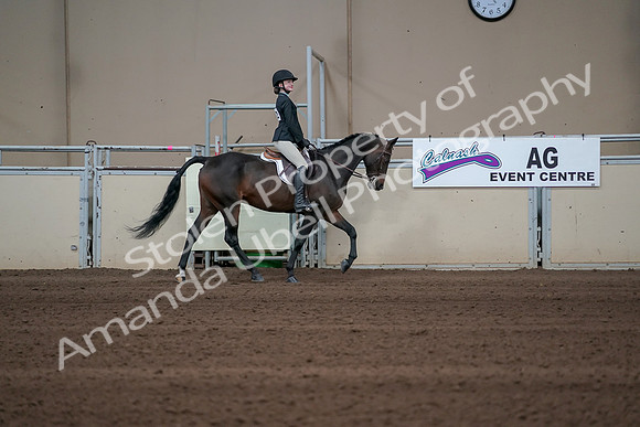 2019 Morgan Horse Show - Sept 01, 2019 - 03802