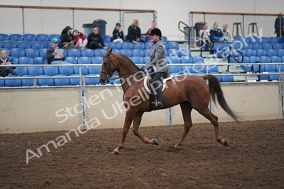 2019 Morgan Horse Show - Aug 31, 2019 - 13772
