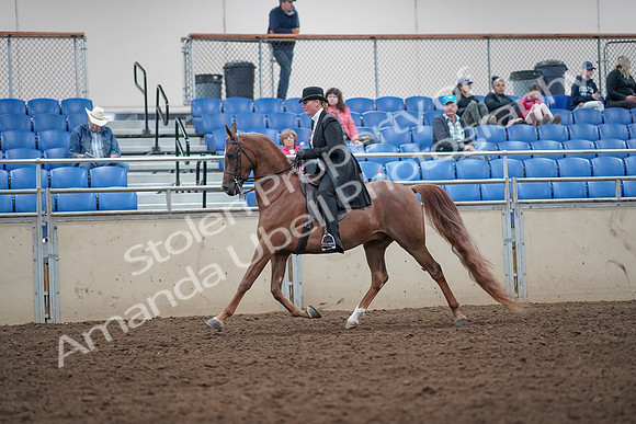 2019 Morgan Horse Show - Aug 31, 2019 - 12177