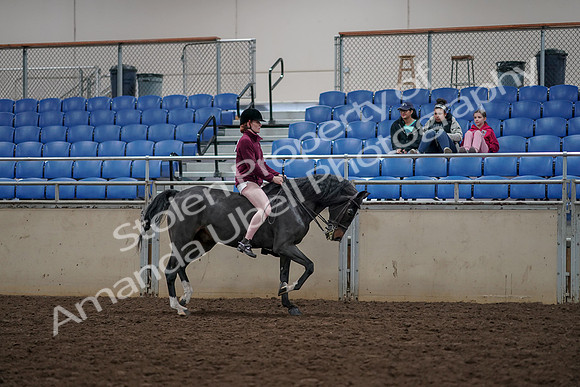 2019 Morgan Horse Show - Aug 30, 2019 - 31353