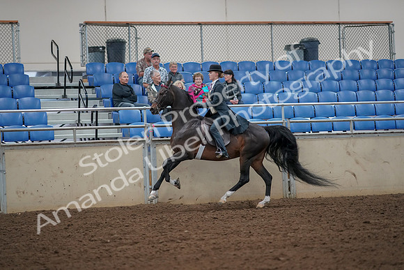 2019 Morgan Horse Show - Aug 30, 2019 - 25176