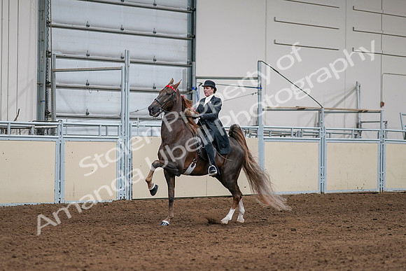 2020 - AB Morgan Horse - Sat, Sept 05 - 13089