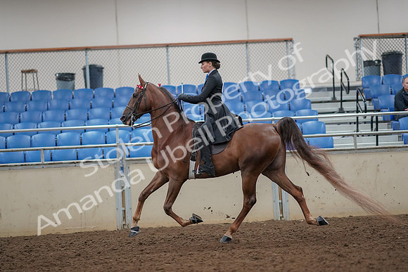 2019 Morgan Horse Show - Aug 30, 2019 - 25063