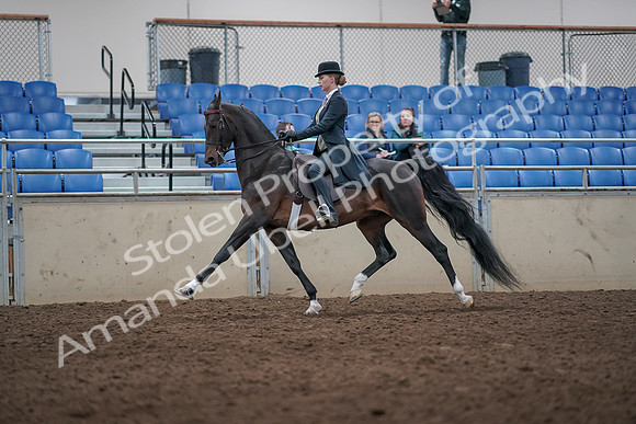 2019 Morgan Horse Show - Aug 31, 2019 - 08731