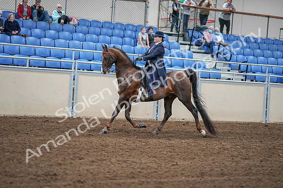2020 - AB Morgan Horse - Fri, Sept 04 - 07895
