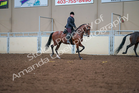 2019 Morgan Horse Show - Aug 30, 2019 - 20866