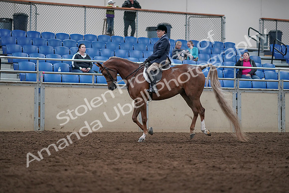 2019 Morgan Horse Show - Sept 01, 2019 - 08669