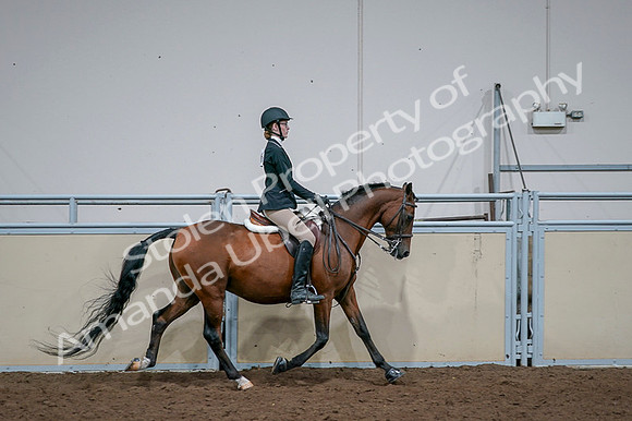 2020 - AB Morgan Horse - Fri, Sept 04 - 06031