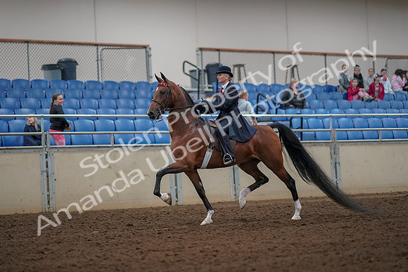 2019 Morgan Horse Show - Aug 30, 2019 - 25073