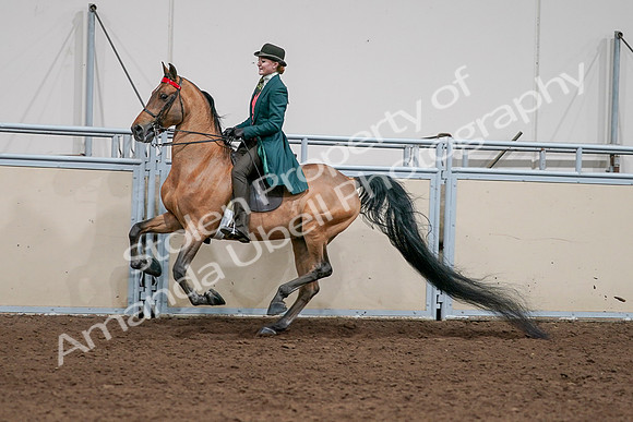 2020 - AB Morgan Horse - Sat, Sept 05 - 13801