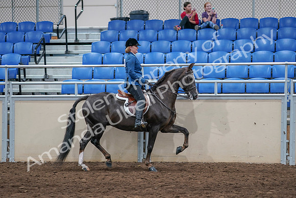 2020 - AB Morgan Horse - Sat, Sept 05 - 05223