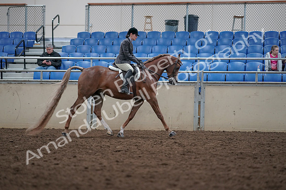 2019 Morgan Horse Show - Aug 31, 2019 - 16168