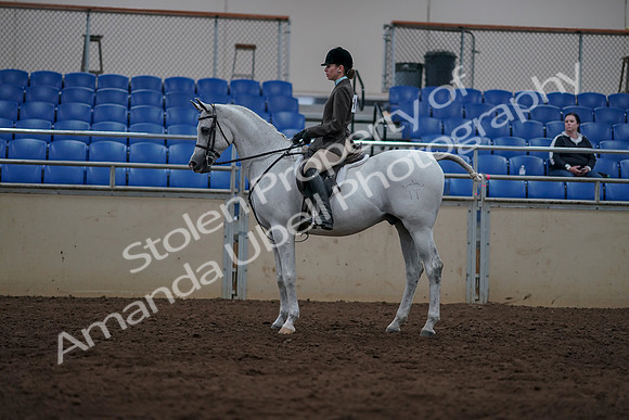 2019 Morgan Horse Show - Sept 01, 2019 - 08766