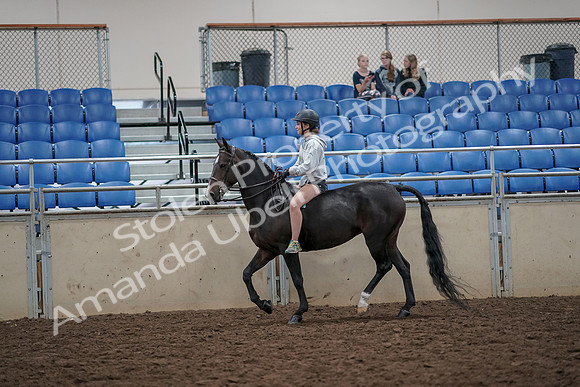 2019 Morgan Horse Show - Aug 30, 2019 - 31037