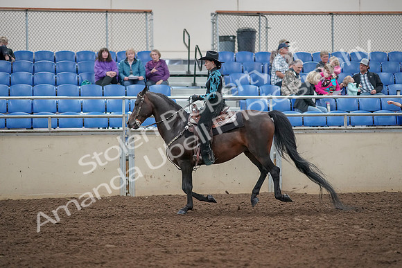 2019 Morgan Horse Show - Aug 30, 2019 - 26087