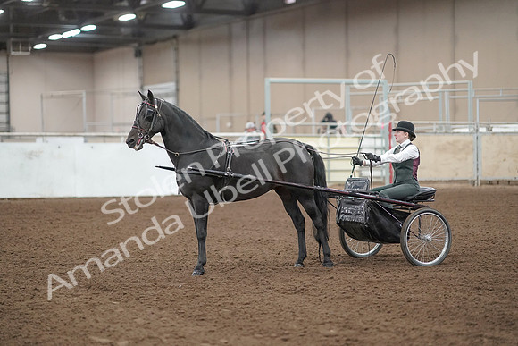 2019 Morgan Horse Show - Aug 31, 2019 - 04768
