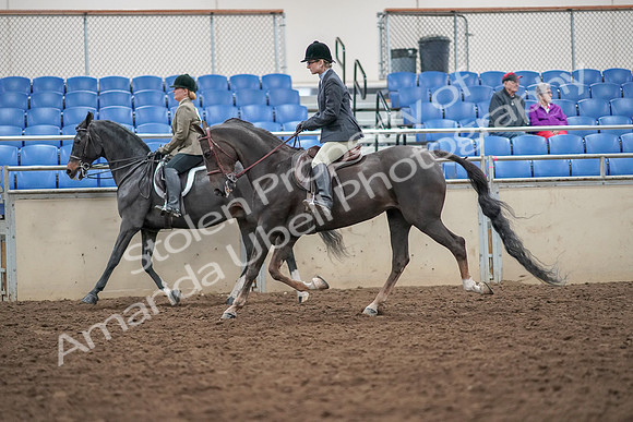 2019 Morgan Horse Show - Aug 30, 2019 - 20071