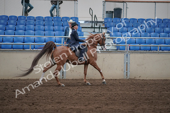 2019 Morgan Horse Show - Sept 01, 2019 - 12036