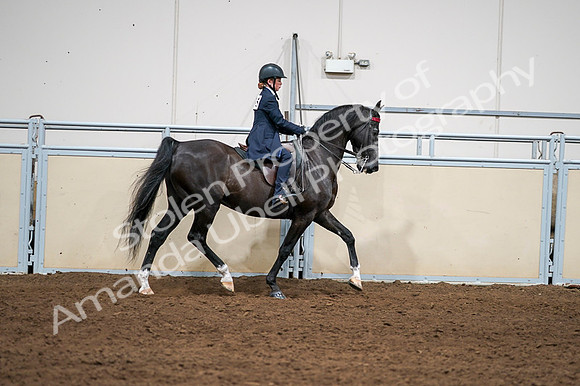 2020 - AB Morgan Horse - Fri, Sept 04 - 03090