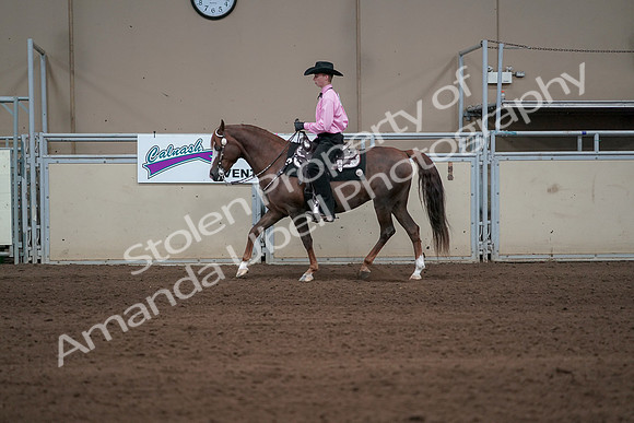 2019 Morgan Horse Show - Sept 01, 2019 - 06902