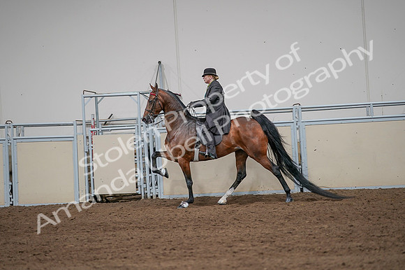 2020 - AB Morgan Horse - Fri, Sept 04 - 09667