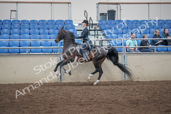 2019 Morgan Horse Show - Aug 31, 2019 - 08785