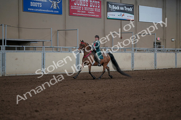 2019 Morgan Horse Show - Sept 01, 2019 - 13445