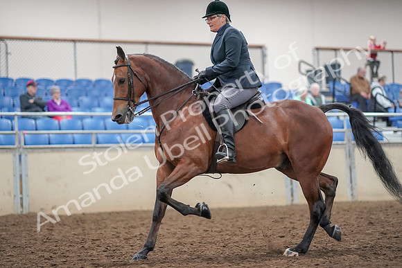 2019 Morgan Horse Show - Aug 30, 2019 - 20473