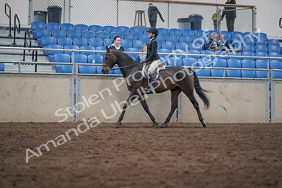2019 Morgan Horse Show - Sept 01, 2019 - 09027