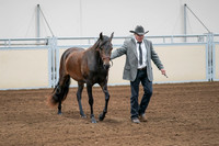2020 - AB Morgan Horse - Sat, Sept 05 - 00141