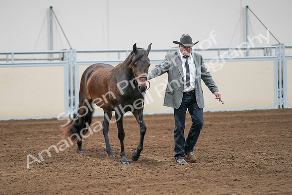 2020 - AB Morgan Horse - Sat, Sept 05 - 00141