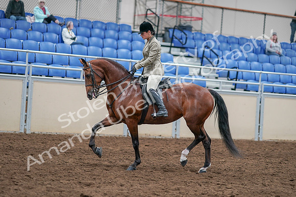 2020 - AB Morgan Horse - Sat, Sept 05 - 14374