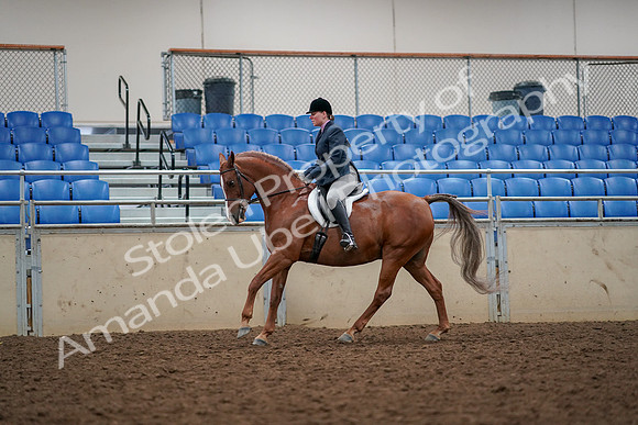 2019 Morgan Horse Show - Aug 30, 2019 - 22403