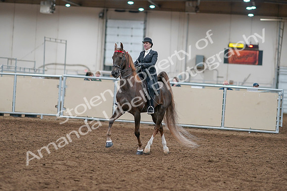2020 - AB Morgan Horse - Sat, Sept 05 - 12926