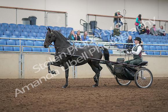 2019 Morgan Horse Show - Aug 31, 2019 - 04668