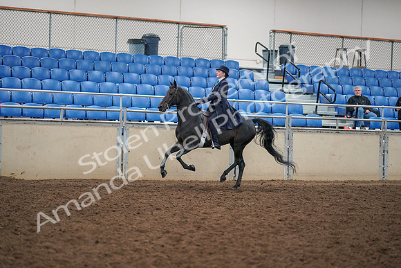 2019 Morgan Horse Show - Aug 30, 2019 - 12329
