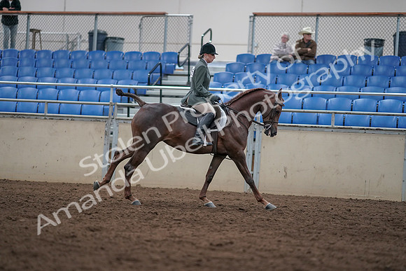 2019 Morgan Horse Show - Sept 01, 2019 - 08850
