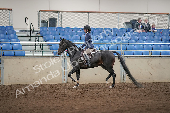 2019 Morgan Horse Show - Aug 31, 2019 - 04885